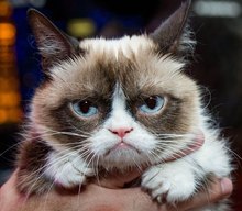 Grumpy Cats's avatar